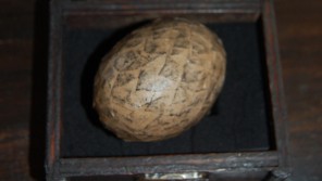 dragonegg